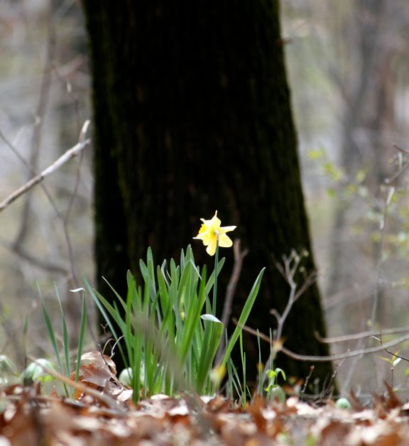 Mayapple