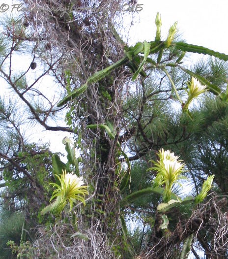 [08-07-night-blooming-cereus3%255B4%255D.jpg]