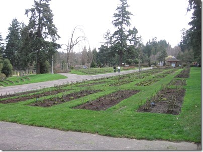 IMG_2350 International Rose Test Garden at Washington Park in Portland, Oregon on February 15, 2010