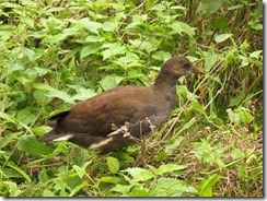 Moorhen