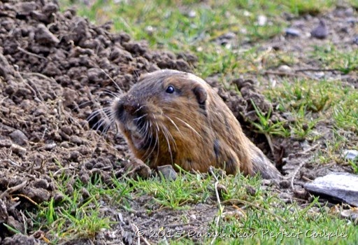 Pocket Gopher