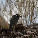 Caminhada por Rabida - Galápagos