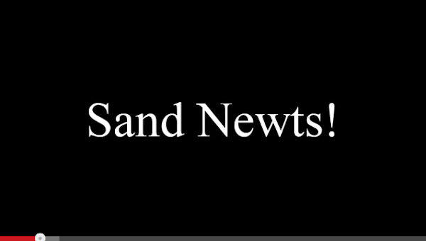 sand newts