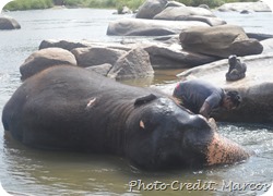 Elephant bathing