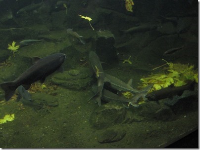 IMG_0178 Salmon, Steelhead & Sturgeon at the Oregon Zoo in Portland, Oregon on November 10, 2009