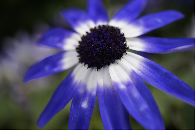 Downloadable free picture of a flower.