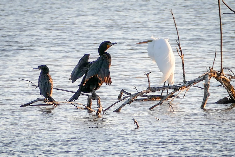Neotropic and Double-crested Cormorants with Great Egret P1000069