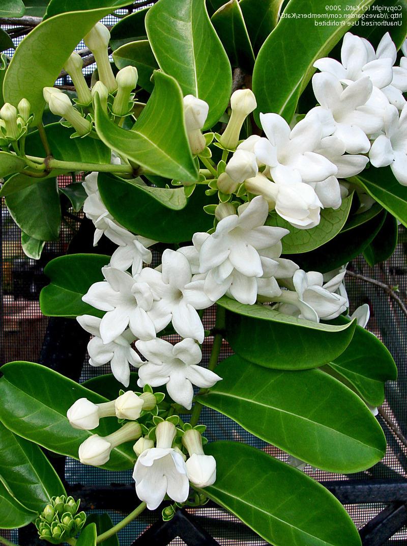 Bridal Bouquet, Hawaiian