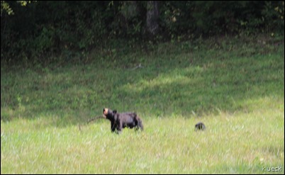 Mother and bear cub