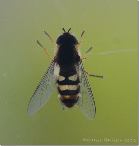 hoverfly-1