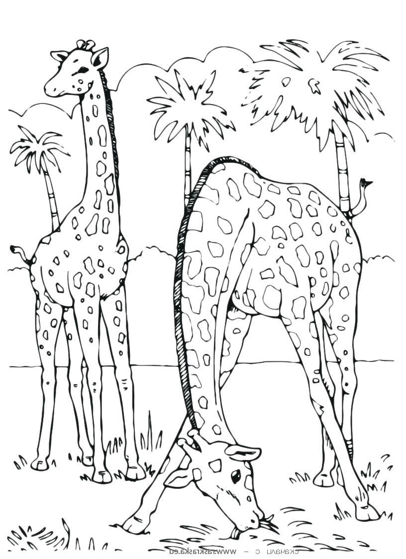 Animal coloring pages Free