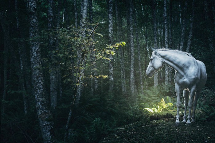 [Wild-Horses-Photography8-900x599%255B3%255D.jpg]