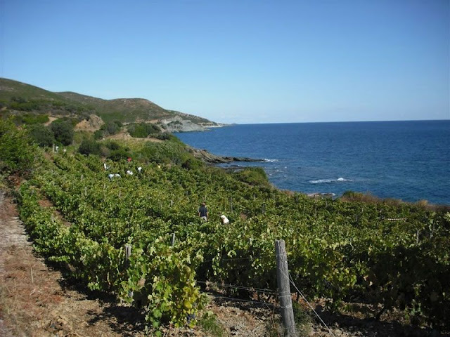 0063 vendage au Cap Corse_JPG.jpg