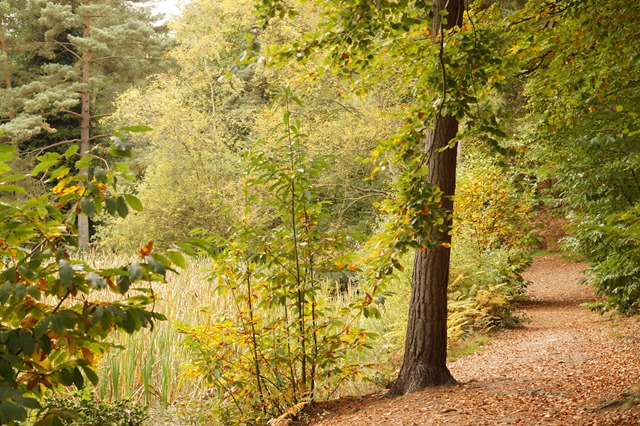 Holt country park Norfolk in autumn