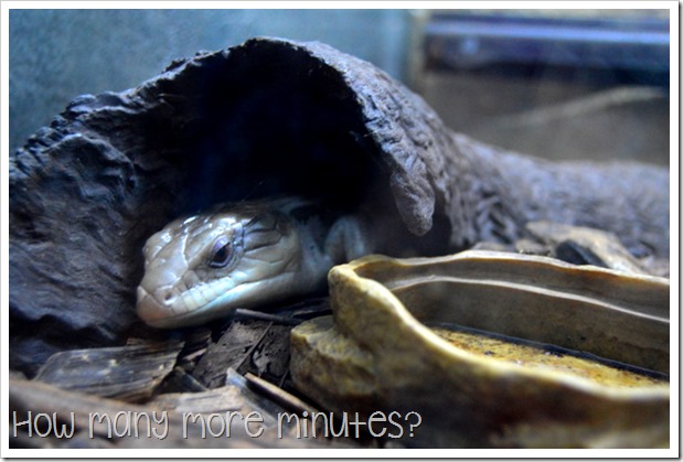 Australian Venom Zoon in Kuranda | How Many More Minutes?