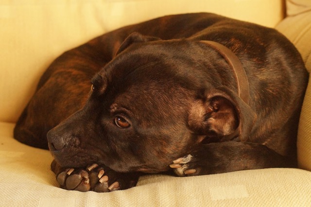 RSPCA #RehomingAngels campaign Lincoln staffordshire bull terrier rescue staffie