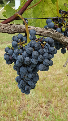 Vineyard «Waco Winery and Vineyards», reviews and photos, 6826 Hwy 6, Waco, TX 76705, USA