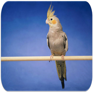 Download Cockatiel sounds For PC Windows and Mac