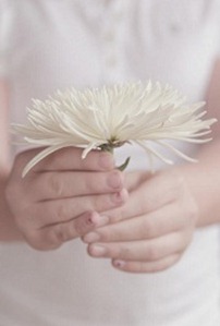 White-Chrysanthemum-1151