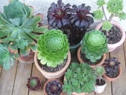 [Aeonium%25203%255B2%255D.jpg]