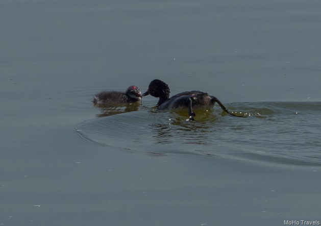 birds at Tulelake (47 of 50)