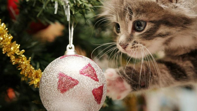 [77-%2520gatos%2520navidad%2520%25287%2529-%2520buscoimagenes%255B2%255D.jpg]