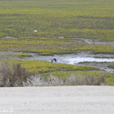 Reserva de la Biosfera del Vizcaíno - Guerrero Negro, Baja Califórnia  - México