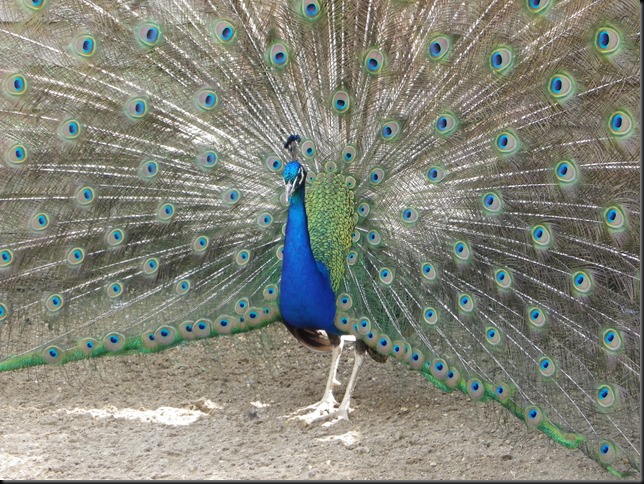 Peacock photo comp 2015