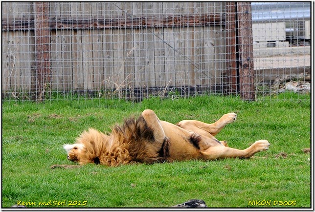 Yorkshire Wildlife Park - April