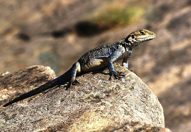 A lizard bathes in the afternoon sun on a rock in Uttarakhand, northern India. Photo: Sujayadhar / Wikimedia Commons