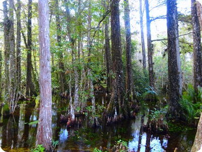 Big Cypress National Preserve 