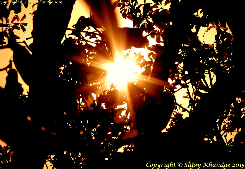 Sun Rays Photography