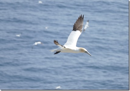 nl_argentia_cape_st_marys_in_flight3