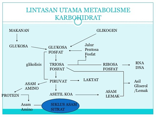 metabolisme karbohidrat