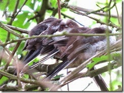 Long-tailed Tits