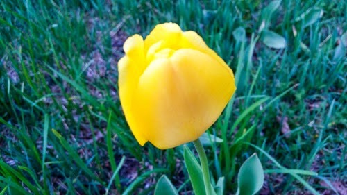 tulip