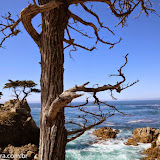 Lone Cypress- 17 Mile Drive, Califórnia, EUA