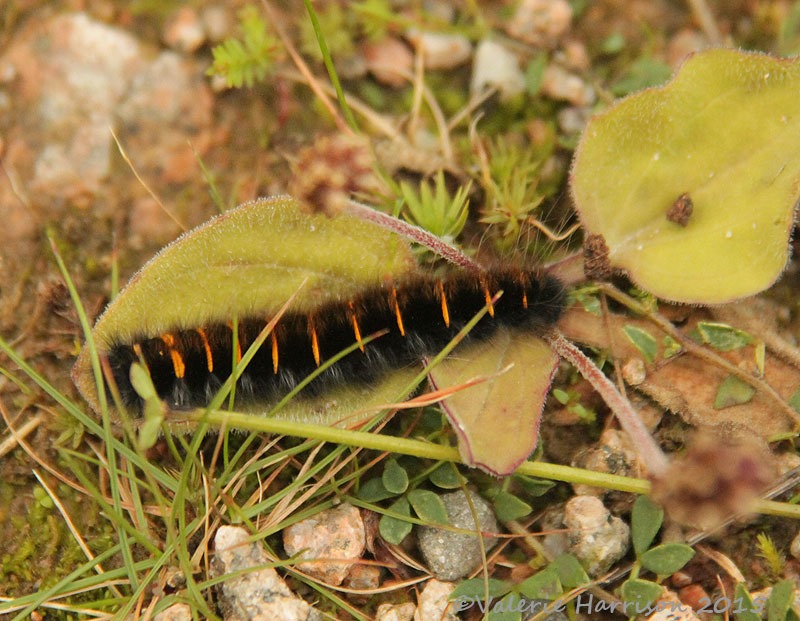 [Fox-moth-caterpillar%255B2%255D.jpg]