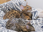 Kitties on matching bedspread 5/28