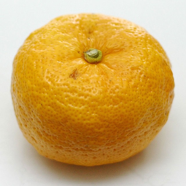 [Yuzu-citrus3.jpg]