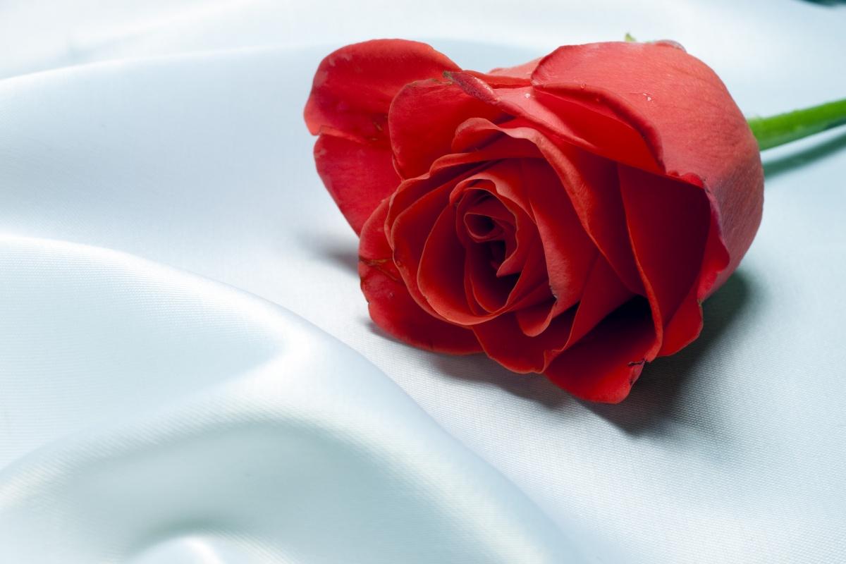 White Rose at tissue.