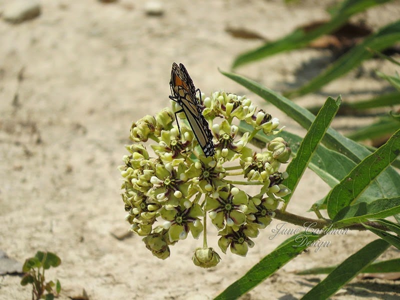 [Monarch_milkweed%255B3%255D.jpg]