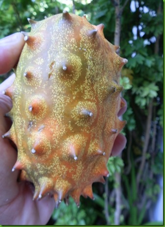 kiwano small