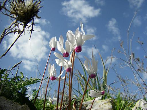 Wild Winter flowers 2010