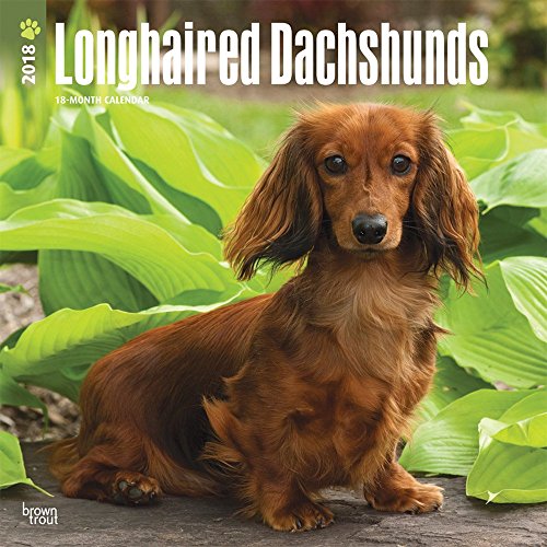 Free Books - Longhaired Dachshunds 2018 12 x 12 Inch Monthly Square Wall Calendar, Animals Dog Breeds