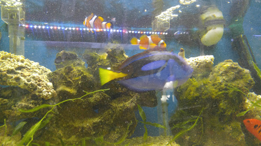 Tropical Fish Store «Aqua-Life Central», reviews and photos, 389 Wickenden St, Providence, RI 02903, USA