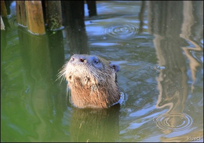 Otter