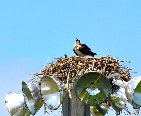 7. osprey on nest 6-12-15-kab