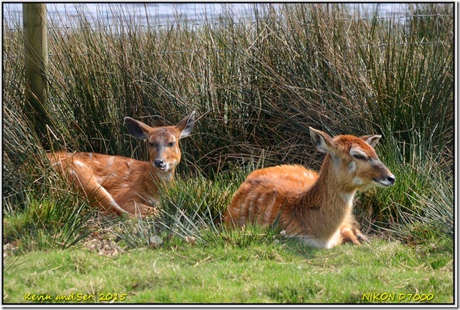 Yorkshire Wildlife Park - April