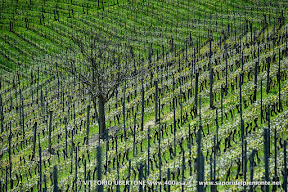 14 aorile 2016 Castagnole Monferrato - fotografia di Vittorio Ubertone